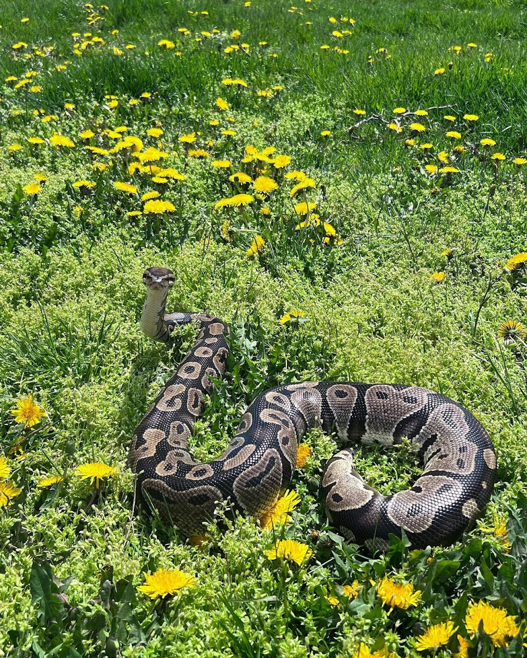 Lady Balls Rescue (Ball Python Rescue & Rehabilitation) | 4 Bridgewater Ct, Hamilton, ON L8J 0B8, Canada | Phone: (905) 870-2844