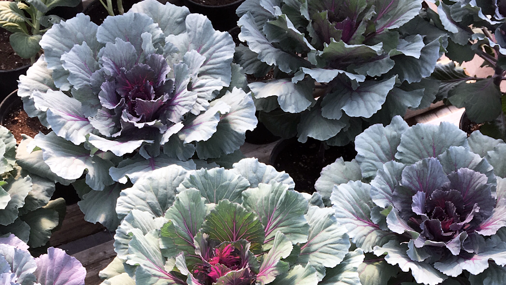 Better Earth Gardens & Tropicals | 1629 K. L. O. Rd, Kelowna, BC V1W 3P3, Canada | Phone: (250) 861-1881