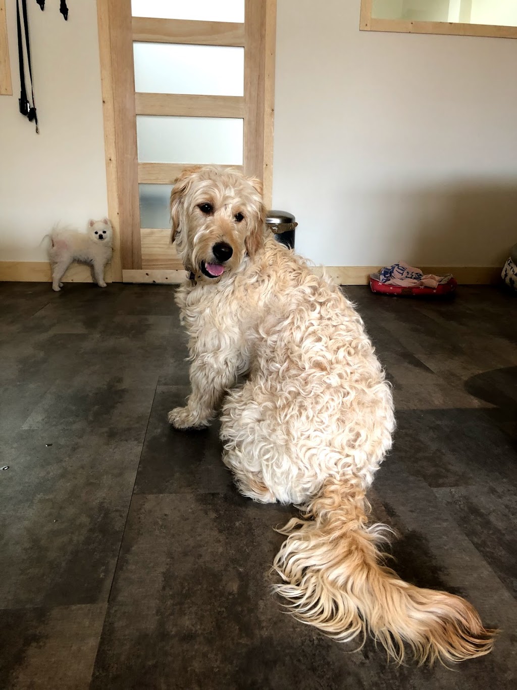 DogStar⭐️pet boutique&grooming spa | CA, 292 Eglinton Ave W, Toronto, ON M4R 1B2, Canada | Phone: (647) 797-2248