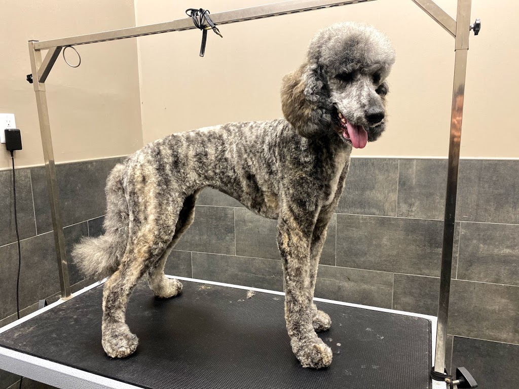 Classy K9s Dog Spaw | 63 Rich Ave, Cambridge, ON N1R 2A4, Canada | Phone: (226) 505-0912