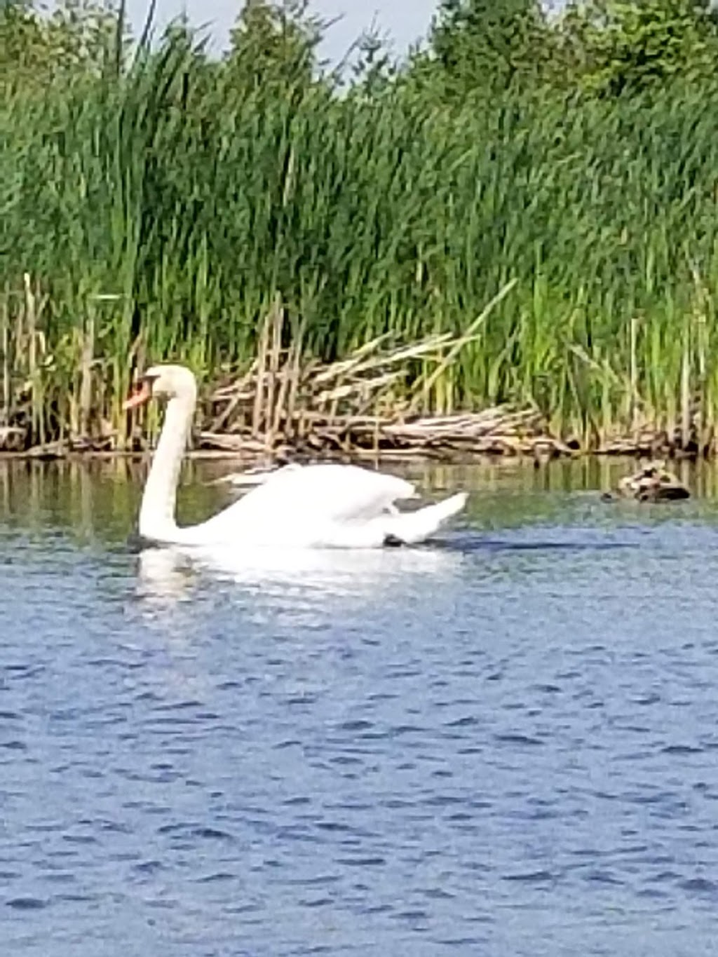 Bowmanville Harbour Conservation Area | Bowmanville, ON L1C 3K3, Canada | Phone: (905) 579-0411