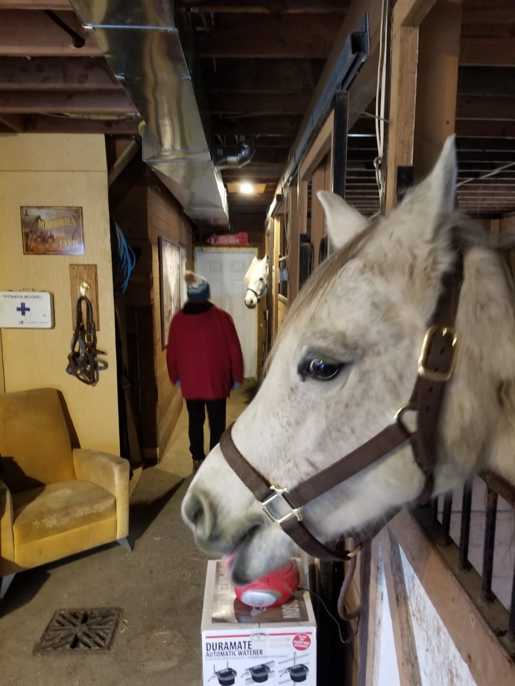 Mission Horse Boarding | 14323 Kontney Rd, Mission, BC V2V 0B8, Canada | Phone: (604) 785-7720