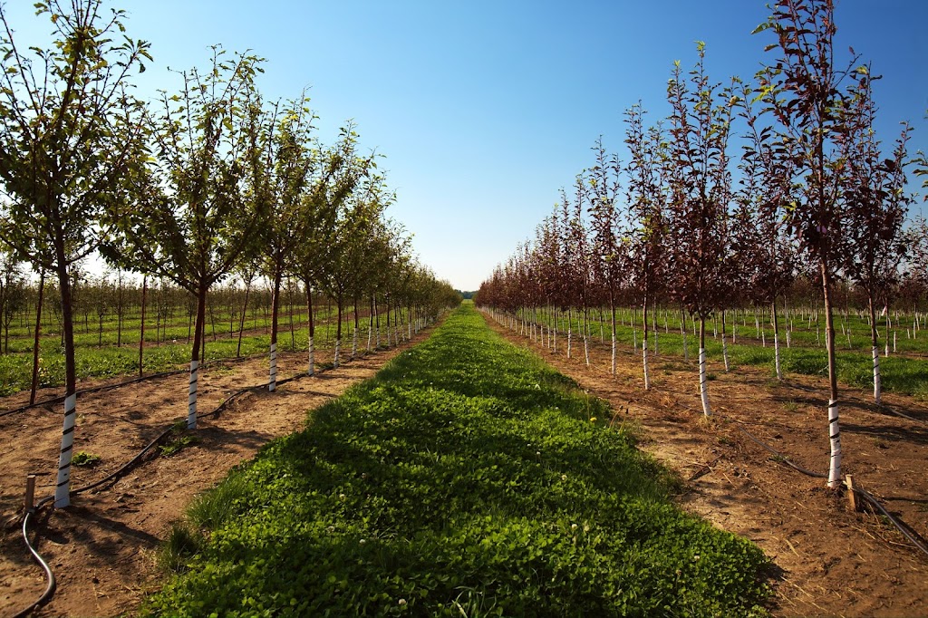 Wheatland Trees Ltd. | 253022, Township Rd 234, AB T0J 1X0, Canada | Phone: (403) 934-2829