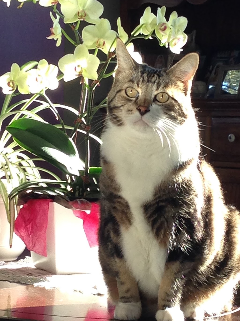 Bellevue Veterinary Hospital | 1016 Bellevue Rd, Parksville, BC V9P 2C2, Canada | Phone: (250) 248-2031