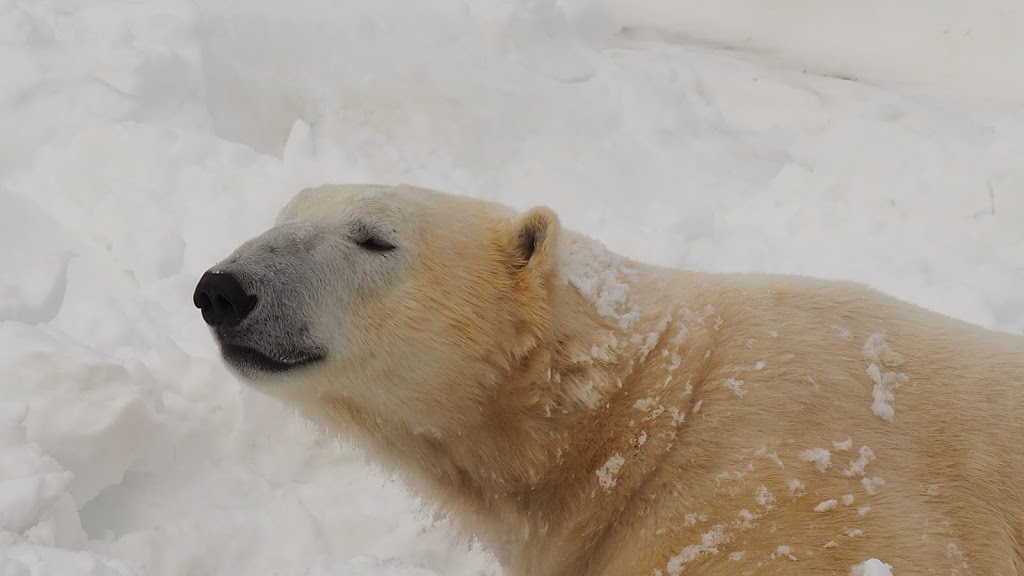 Polar Bear Exhibit | 2000 Meadowvale Rd, Scarborough, ON M1B 5K7, Canada | Phone: (416) 392-5929