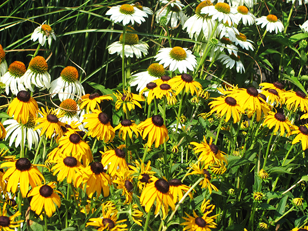 Wayside Landscaping & Nursery | 8962 Porter Rd, Niagara Falls, NY 14304, USA | Phone: (716) 297-3811