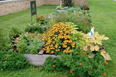 CCI Community Garden | 756 St Lawrence Ave, Buffalo, NY 14216, USA | Phone: (716) 783-9653