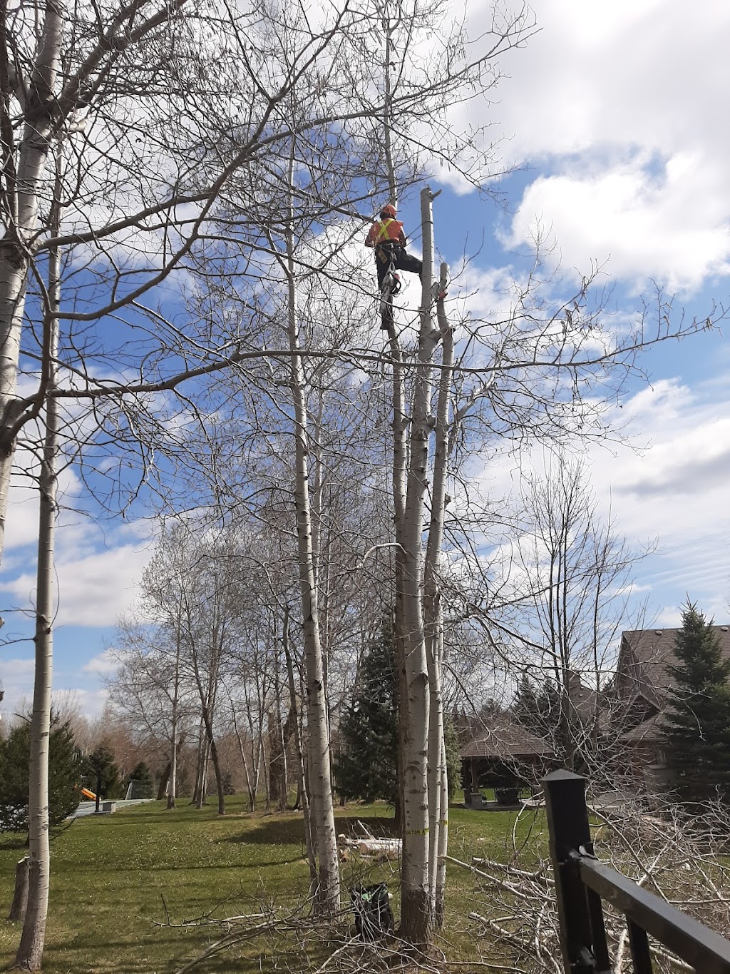 Amazing Tree Trimming Services Inc | 700 ON-6, Caledonia, ON N3W 1M6, Canada | Phone: (905) 630-4177