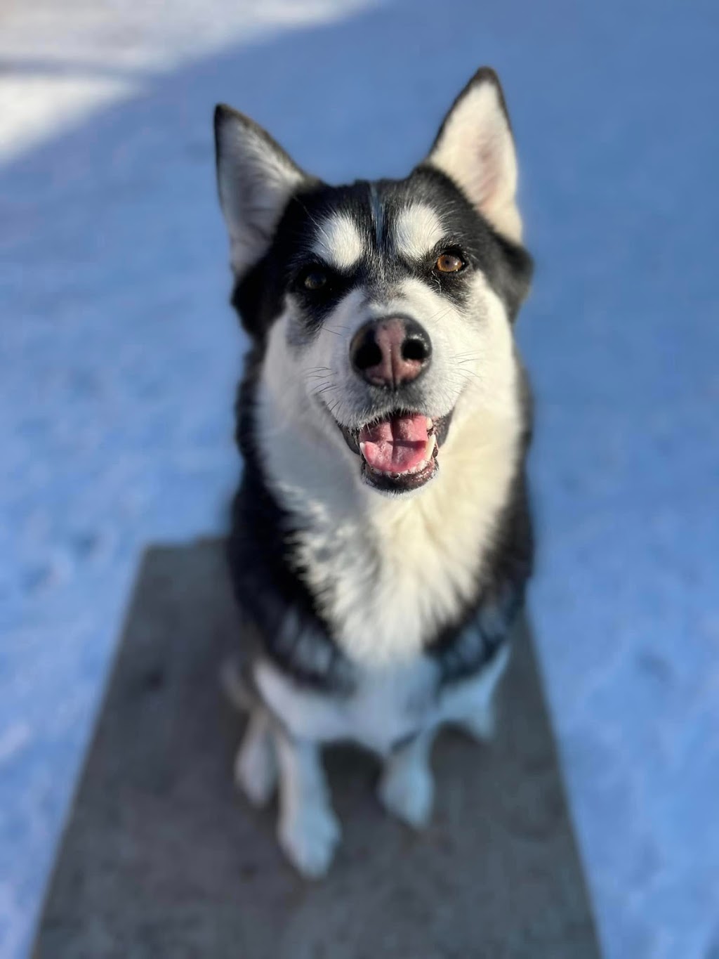 Frontier Canine Boarding | 5661 Egremont Dr, Ilderton, ON N0M 2A0, Canada | Phone: (416) 707-0281