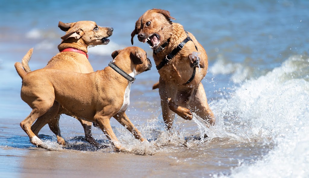 Doggy Dates Toronto | 160 Bastedo Ave, Toronto, ON M4C 3N1, Canada | Phone: (416) 871-3425