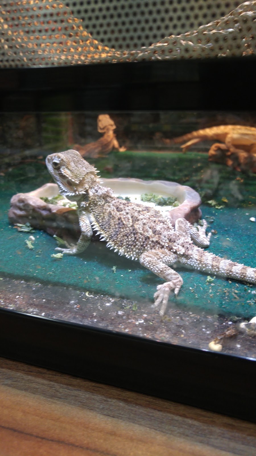 Big Als Aquarium Supercentres - Whitby | 1916 Dundas St E, Whitby, ON L1N 2L6, Canada | Phone: (905) 725-3474