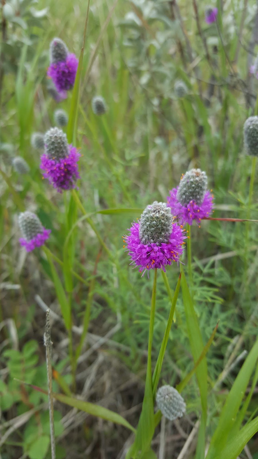 Fairy Hill Trail | Lumsden No. 189, SK S0G 0W0, Canada