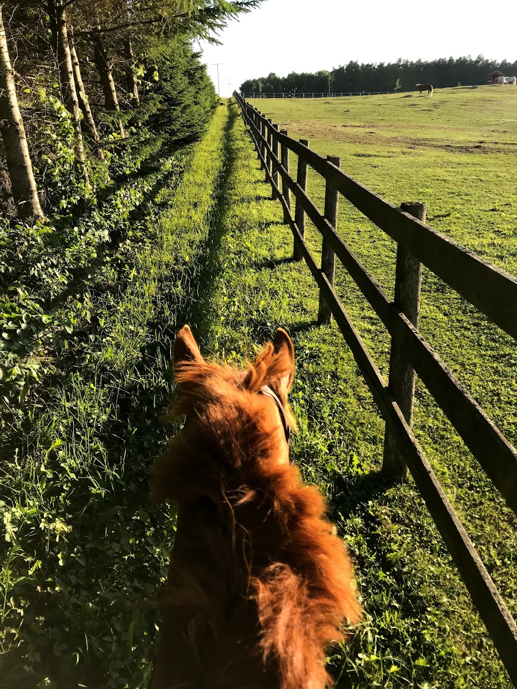 Celtic Roots Equestrian | 830 Concession Rd 18 W, Tiny, ON L9M 0K9, Canada | Phone: (705) 533-2359