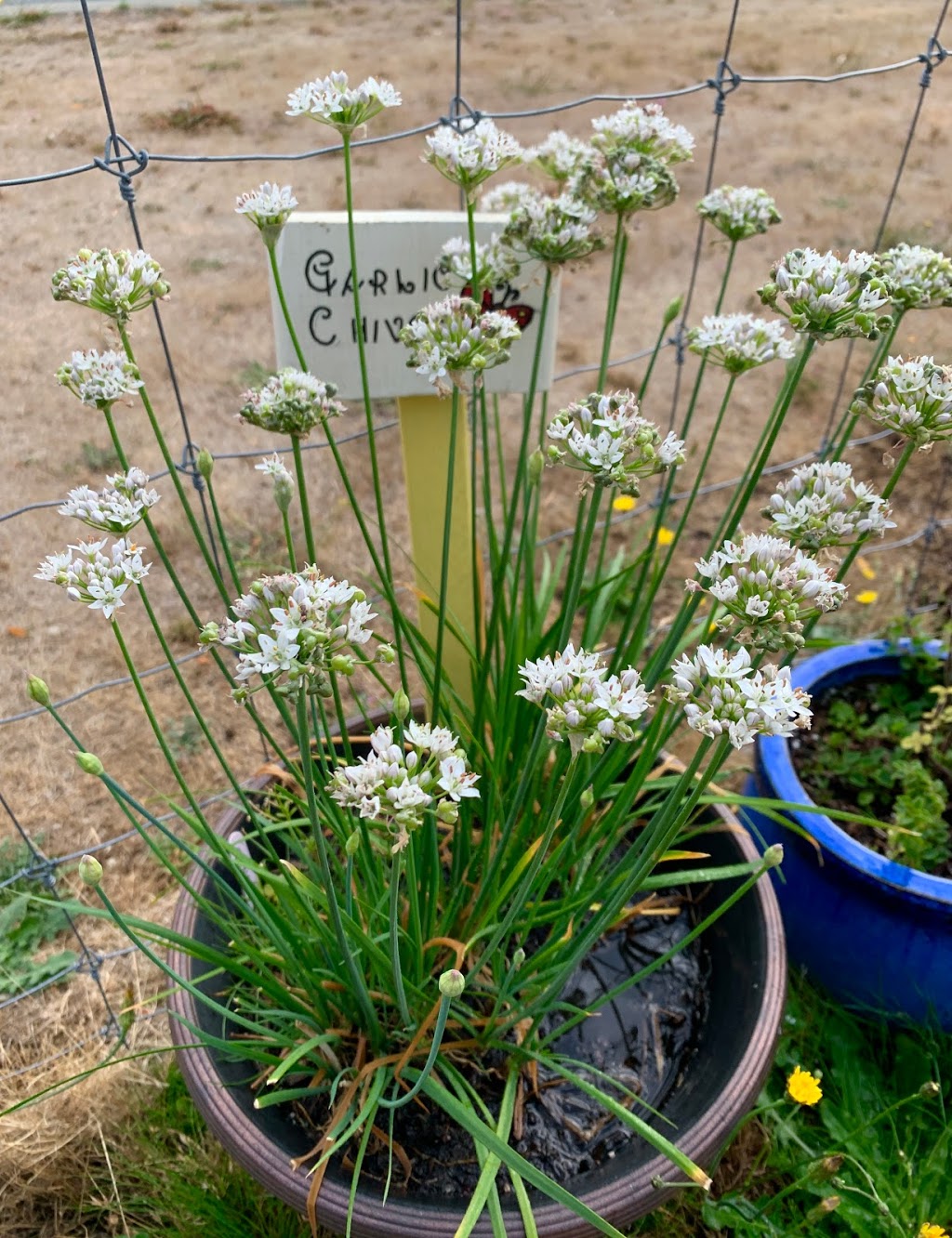 Colwood Garden Society | 3300 Wishart Rd, Victoria, BC V9C 1R1, Canada | Phone: (250) 885-6395