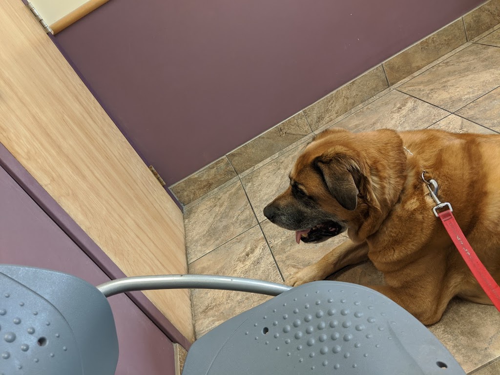 Centennial Animal Hospital | 2747 Pembina Hwy, Winnipeg, MB R3T 2H5, Canada | Phone: (204) 269-8162