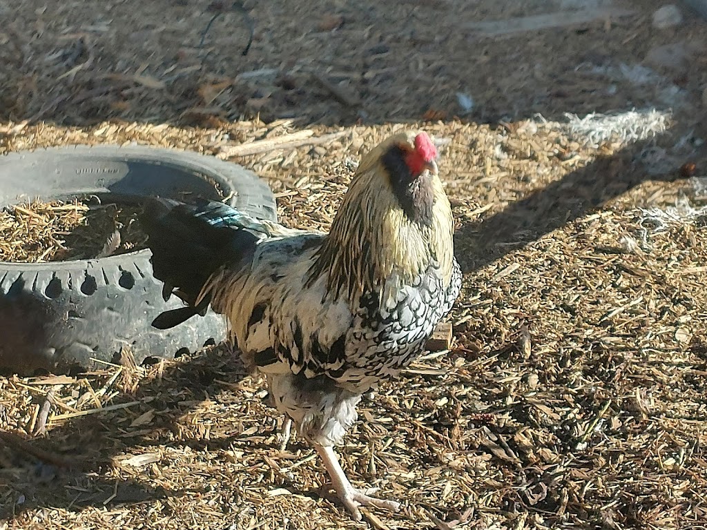 Flyway Farm & Forest | 1050 BC-95, Spillimacheen, BC V0A 1P0, Canada | Phone: (403) 875-7586