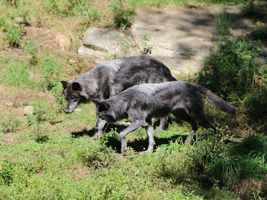 Parc Omega | 399 QC-323, Montebello, QC J0V 1L0, Canada | Phone: (819) 423-5487