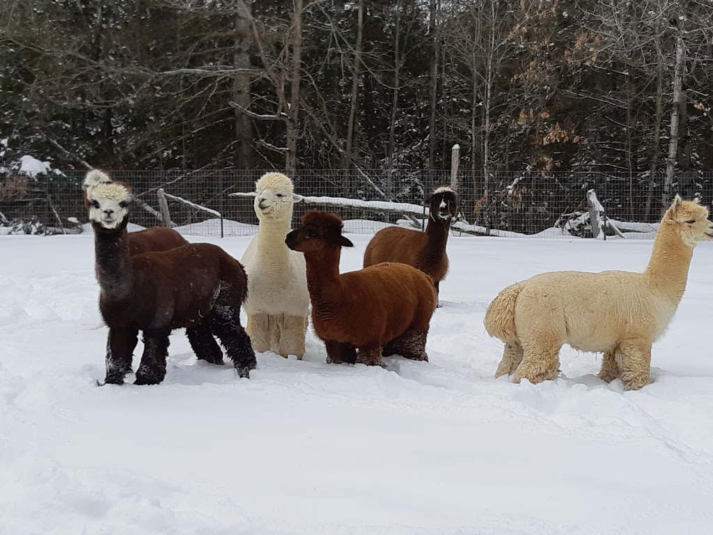 Green Meadow Alpacas | 1631 Spring Brook Rd, Springbrook, ON K0K 3C0, Canada | Phone: (647) 469-7955