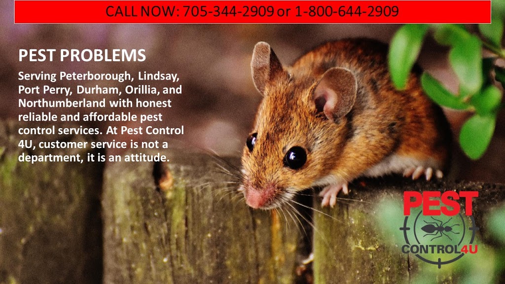 Pest Control 4U | 37 Pheasant St, Omemee, ON K0L 2W0, Canada | Phone: (705) 344-2909