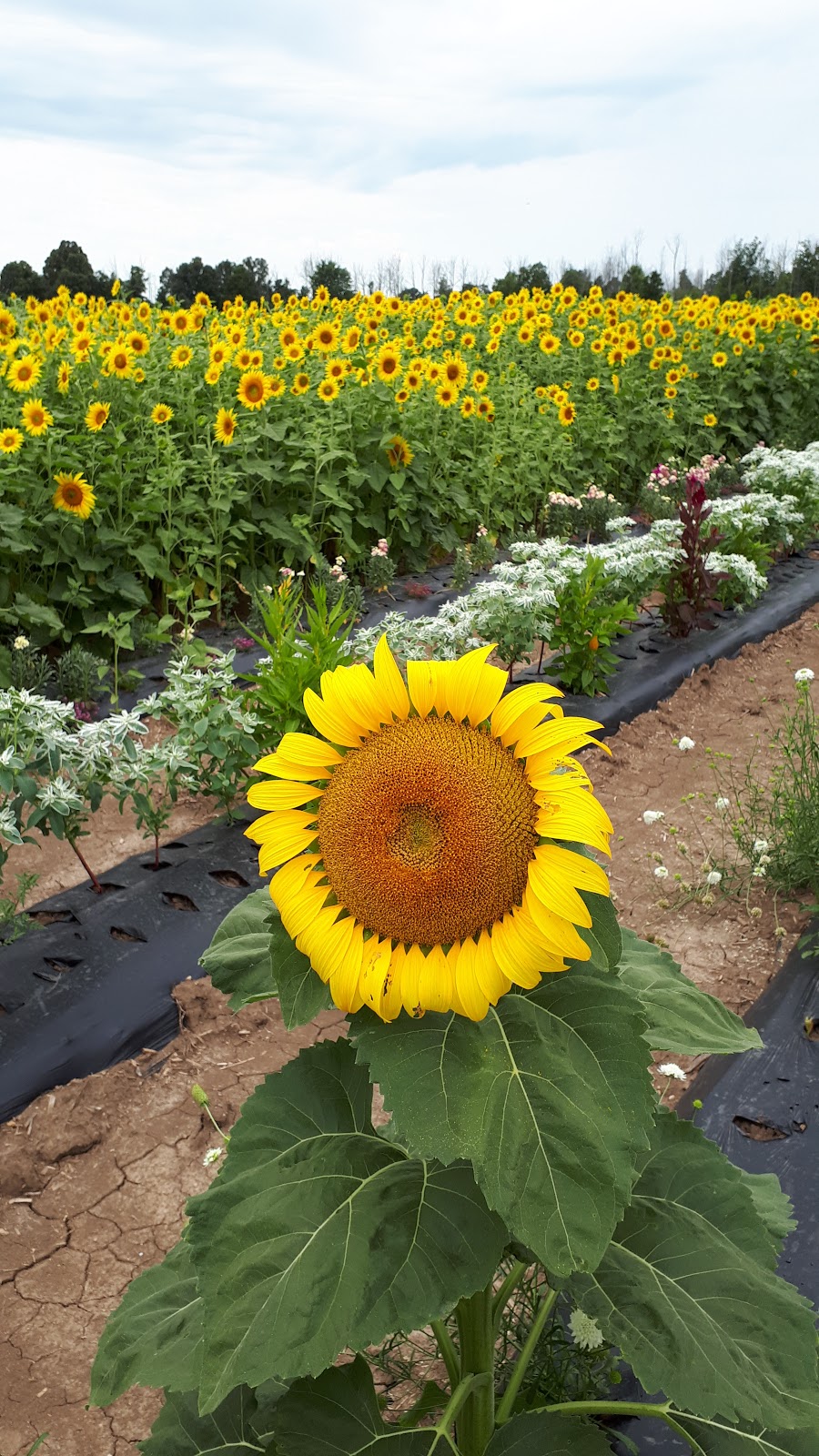 Howes Farm Market & Country Bakery | 11143 Highbury Ave S, St Thomas, ON N5P 3T3, Canada | Phone: (226) 244-1737