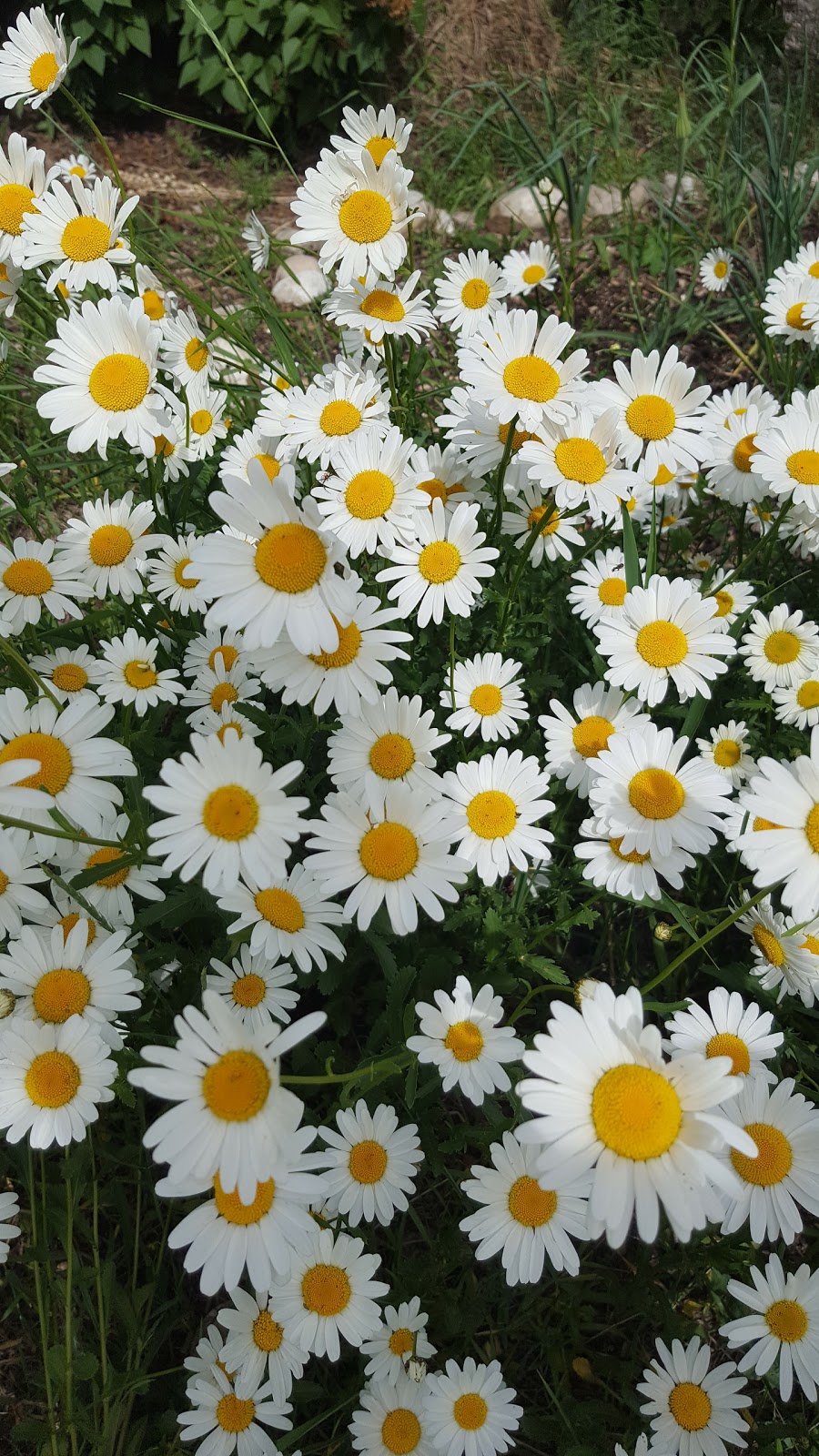 Sunalta Community Wildflower Garden | 1310 16 St SW, Calgary, AB T3C 0W8, Canada
