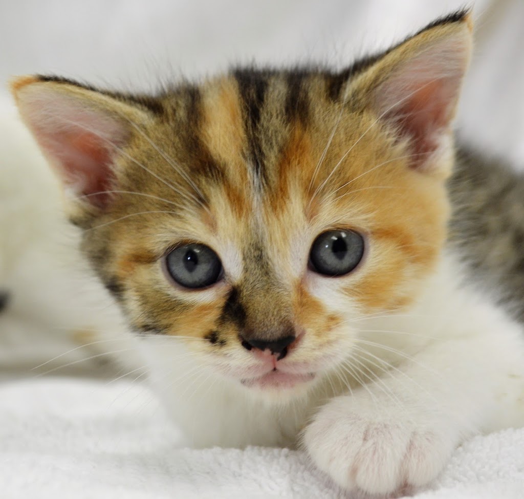 Oakville & Milton Humane Society | 445 Cornwall Rd, Oakville, ON L6J 7S8, Canada | Phone: (905) 845-1551