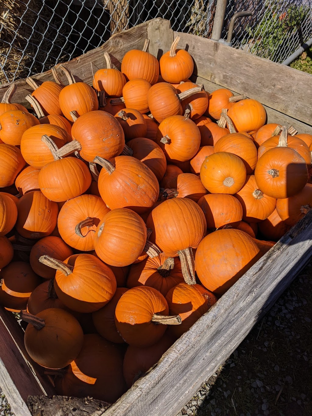 Mabou Gardens | 233 Waverley Rd, Dartmouth, NS B2X 2C5, Canada | Phone: (902) 462-2414