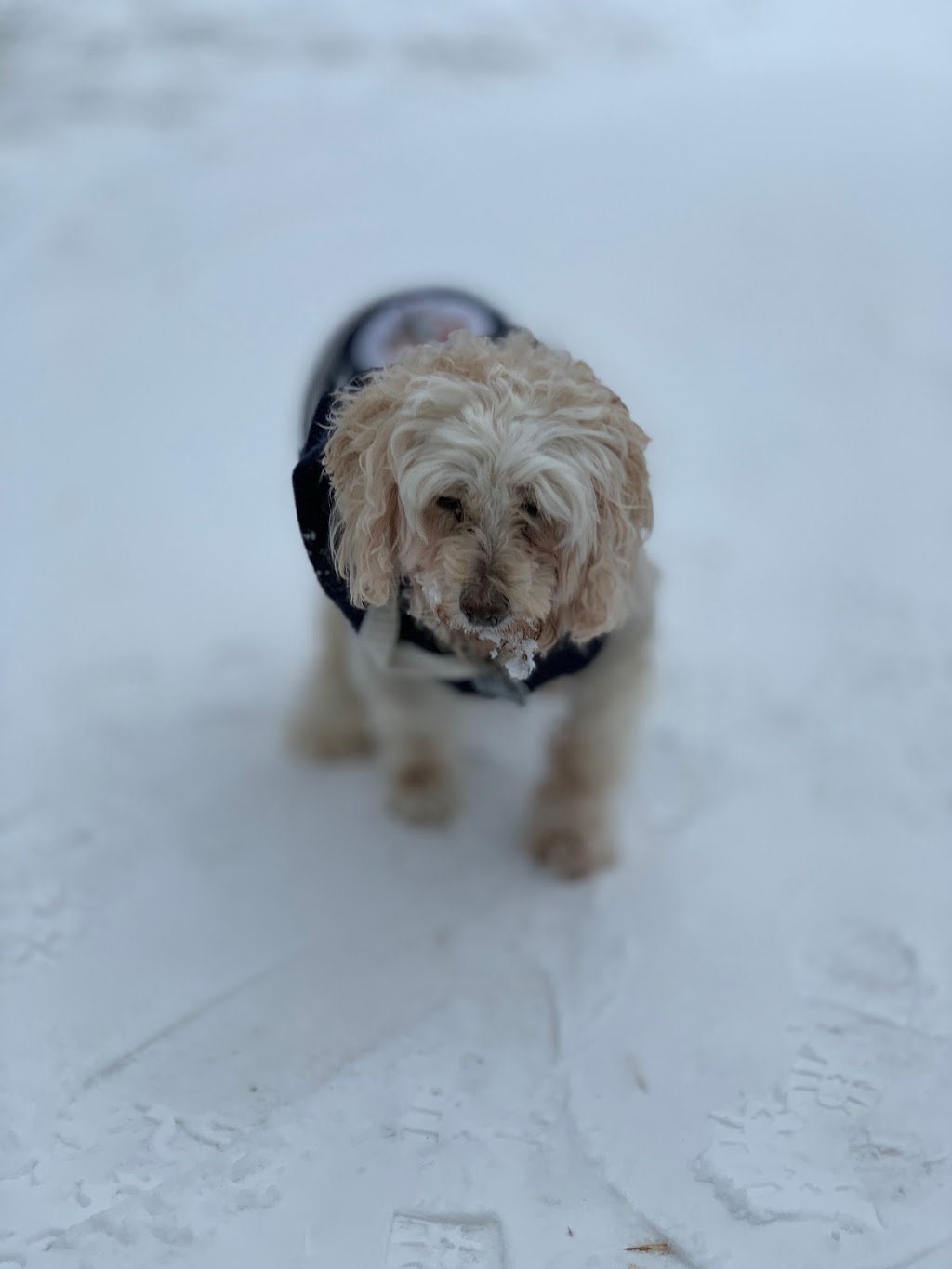 Centennial Animal Hospital | 2747 Pembina Hwy, Winnipeg, MB R3T 2H5, Canada | Phone: (204) 269-8162