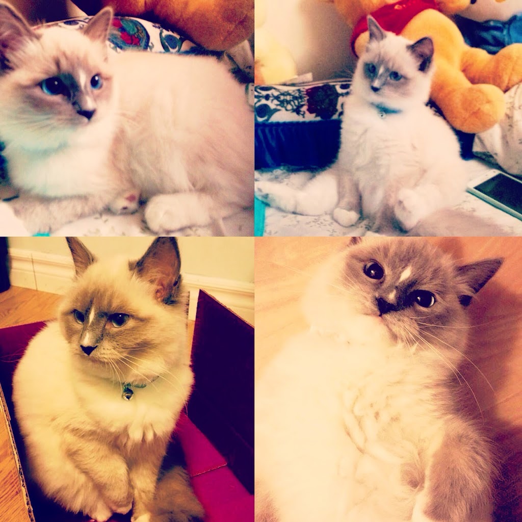 Enchanting Ragdolls | 265 Highway 3 RR# 2, Tillsonburg, ON N4G 4G7, Canada | Phone: (519) 842-0618