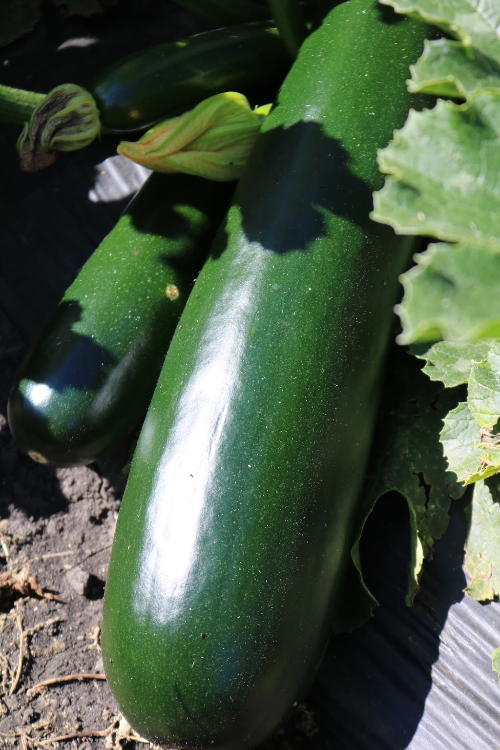 Corner Veggies | 7329 Jaffray Baynes Lake Rd, Jaffray, BC V0B 1T0, Canada | Phone: (778) 687-1805
