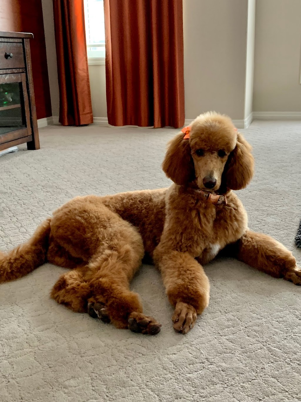 Oh My Dog Spa and Grooming | 5596 Windermere Blvd, Edmonton, AB T6W 2Z8, Canada | Phone: (780) 655-1797