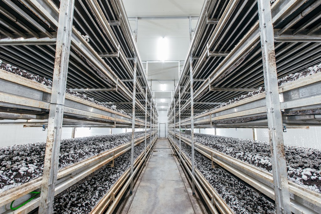 Canadian Mushroom Growers Association / Mushrooms Canada | 60 Elora St S, Harriston, ON N0G 1Z0, Canada | Phone: (519) 510-8888