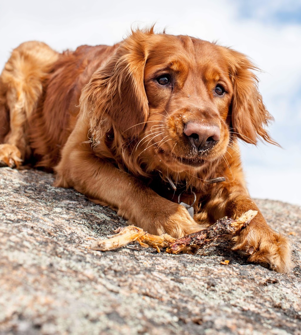 Raw Dog Food Montreal Quebec Gourmet 4 Pattes | 188 Rue Sutton, Delson, QC J5B 1X3, Canada | Phone: (514) 466-1920