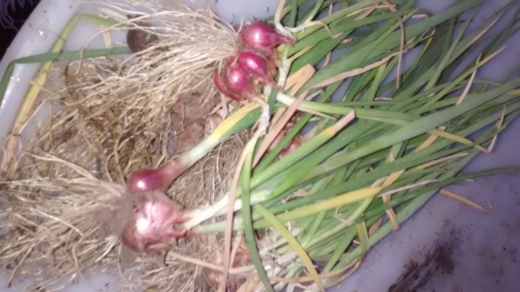 Mary Street Community Garden | 5G9, 1100 Mary St N, Oshawa, ON L1G 5G9, Canada | Phone: (905) 436-3311