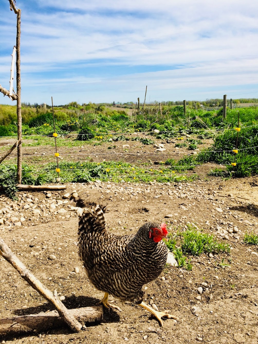 Winterhill Farm & Garden | 5807 Fourth Line, Guelph/Eramosa, ON N0B 2K0, Canada | Phone: (519) 215-3191