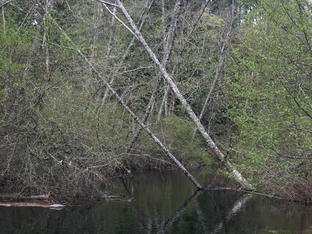 William Rivers Park | Shawnigan Lake Rd, Shawnigan Lake, BC V0R 2W0, Canada | Phone: (250) 746-2620
