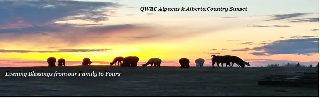 QWRC Alpacas | 54502 SH 779, Calahoo, AB T8R 2B2, Canada | Phone: (780) 667-7972