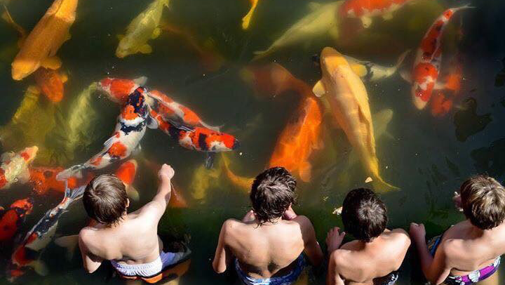 Okanagan Koi & Water Gardens | 1605 Garner Rd, Kelowna, BC V1P 1E5, Canada | Phone: (250) 765-5641