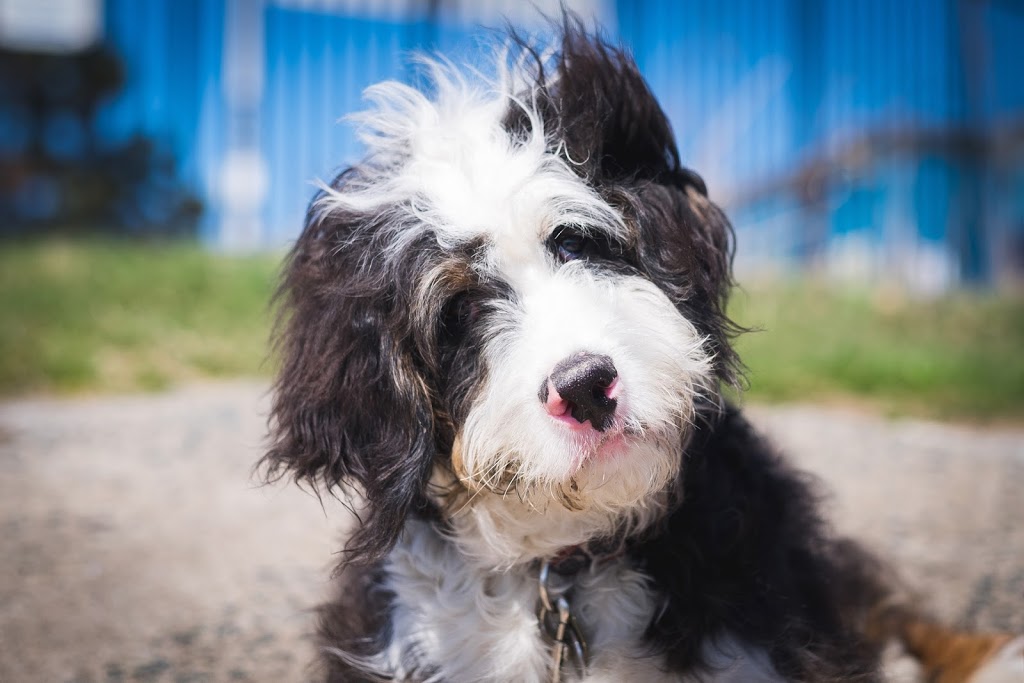 Willow Brooke Bernedoodles | 3532 Erbs Road W, Baden, ON N3A 3M2, Canada | Phone: (519) 580-5865