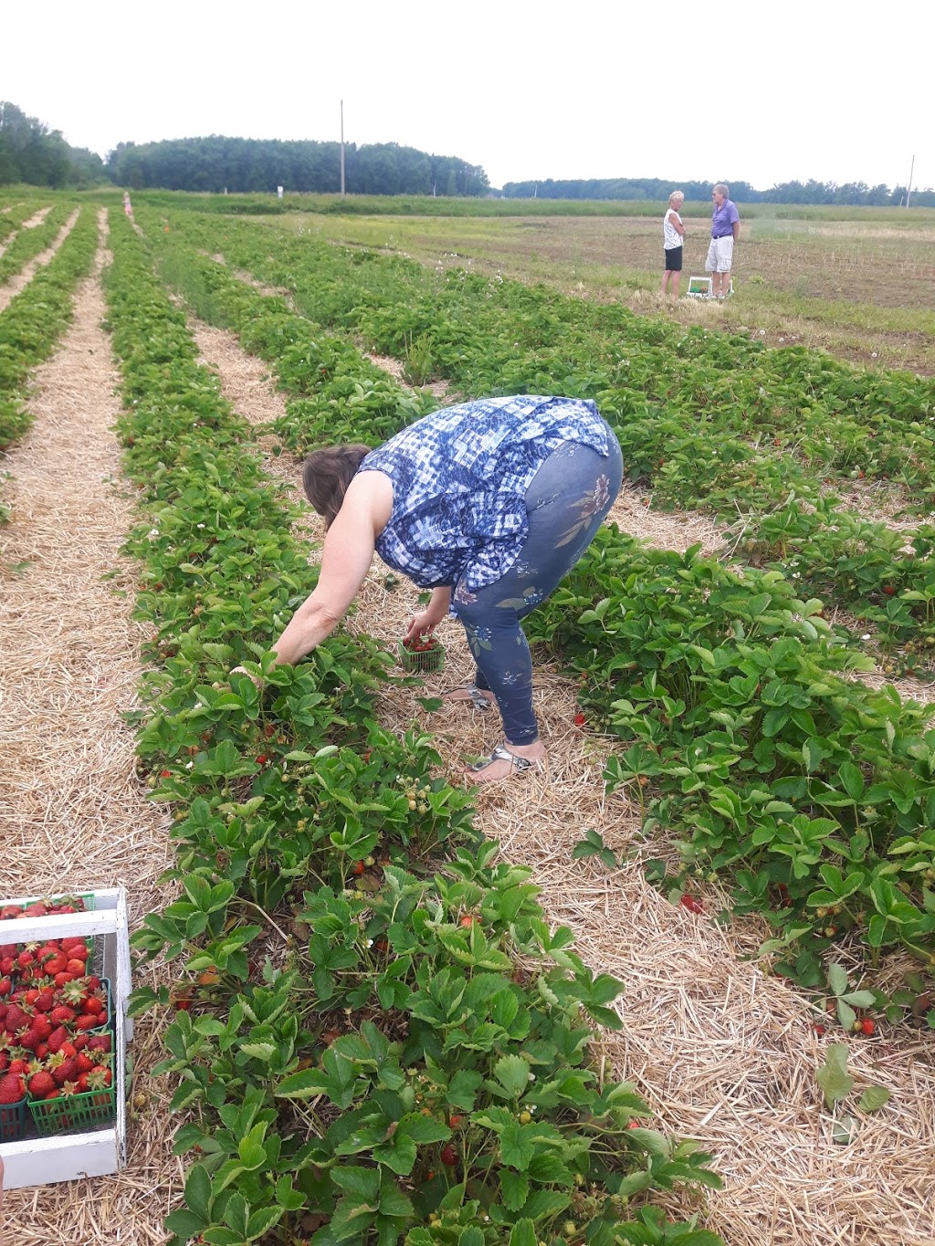 Wells Greenhouses and Landscape Services Inc. | 775486 Blandford Rd, Innerkip, ON N0J 1M0, Canada | Phone: (519) 469-3463
