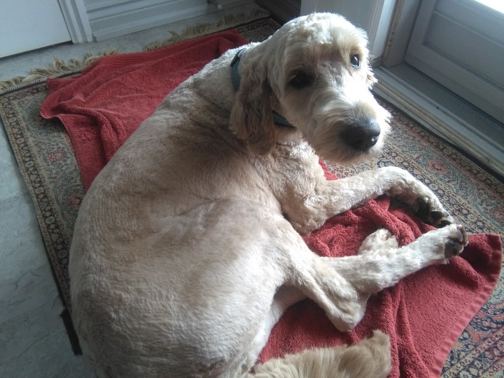 Wellington Veterinary Services | 320 E Mill St, Elora, ON N0B 1S0, Canada | Phone: (519) 846-5327
