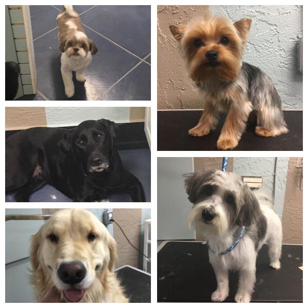 Paw Space Pet Boutique & Spa | 3989 Quadra St #403, Victoria, BC V8X 1J8, Canada | Phone: (778) 265-7297