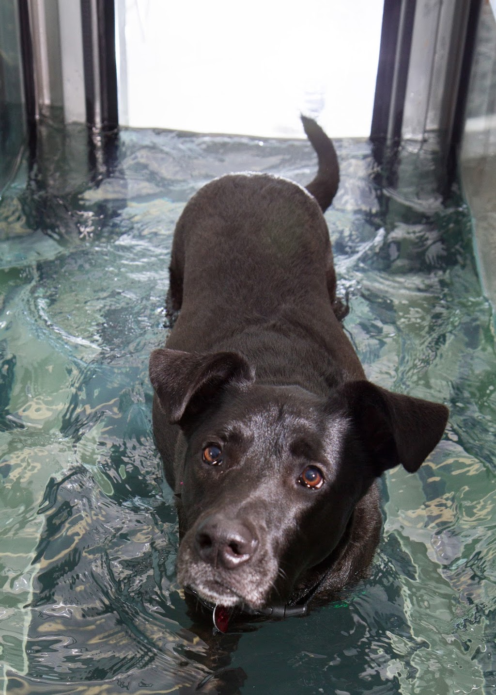 Hillside Veterinary Hospital | 1700 Kings Rd, Victoria, BC V8R 2P1, Canada | Phone: (250) 598-4477