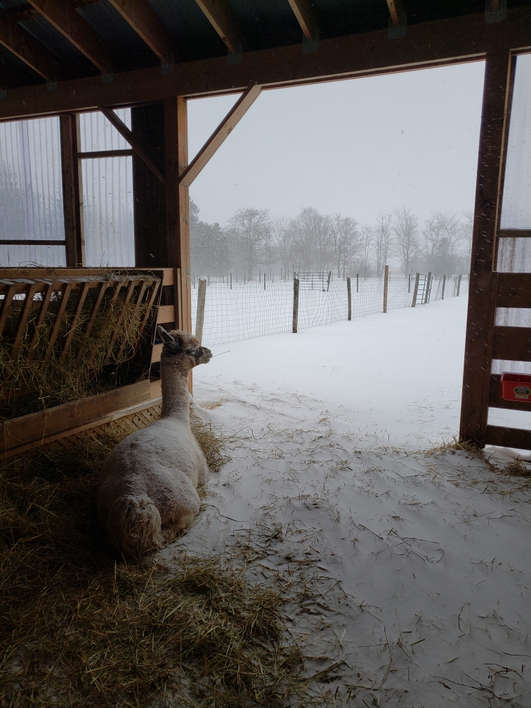 Forget-Me-Not Alpacas | 1595 Concession Rd 3, Beaverton, ON L0K 1A0, Canada | Phone: (289) 221-6102