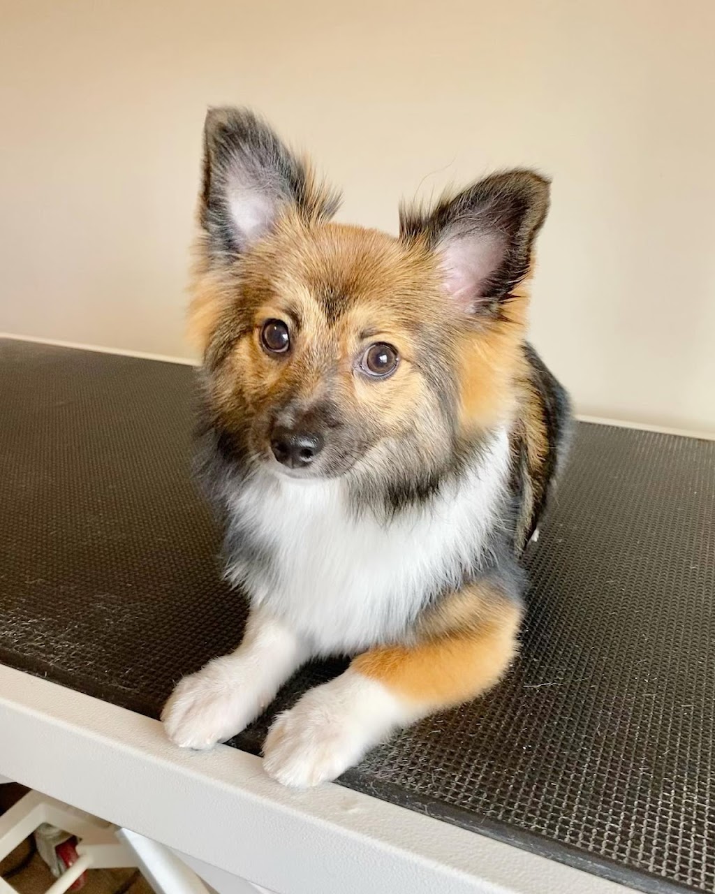 Tail-rific Dog Grooming Evanston | Evanscrest Common, Calgary, AB T3P 0R7, Canada | Phone: (403) 401-2938
