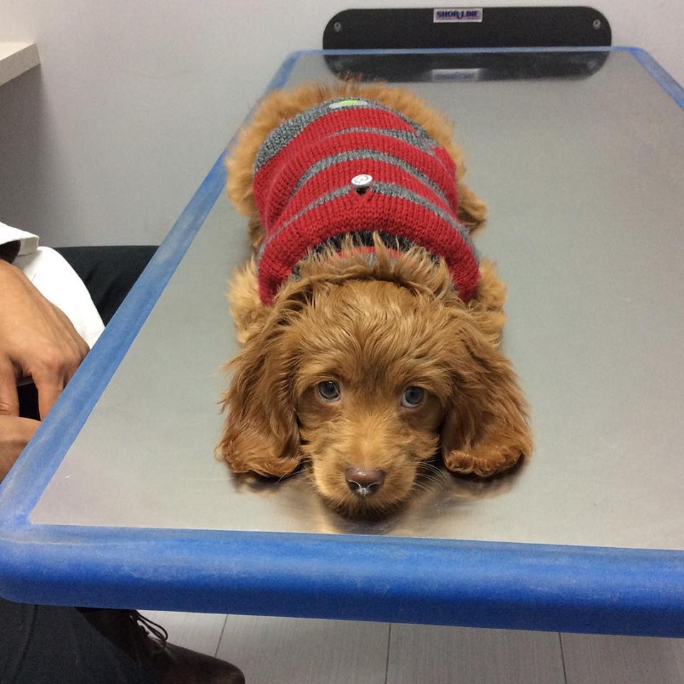 Lacoste Animal Hospital | 50 Lacoste Blvd #117, Brampton, ON L6P 3Z8, Canada | Phone: (905) 913-8888