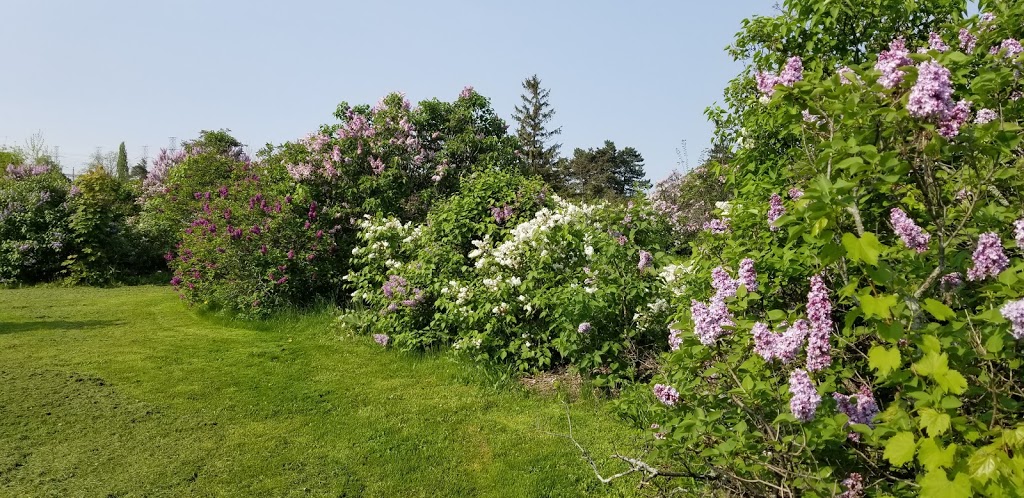 Centennial Lilac Garden | 14004 Niagara Pkwy, Niagara Falls, ON L2E, Canada