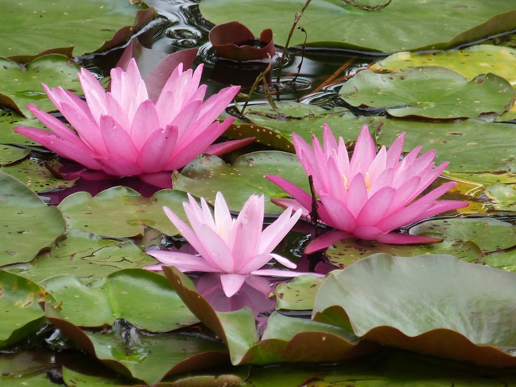 Reinstein Woods Nature Preserve | 93 Honorine Dr, Depew, NY 14043, USA | Phone: (716) 683-5959