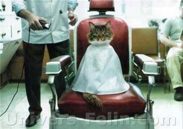 Service De Barbier Pour Chat | 674 Rue Coombs, Sherbrooke, QC J1N 2B6, Canada | Phone: (819) 791-2111