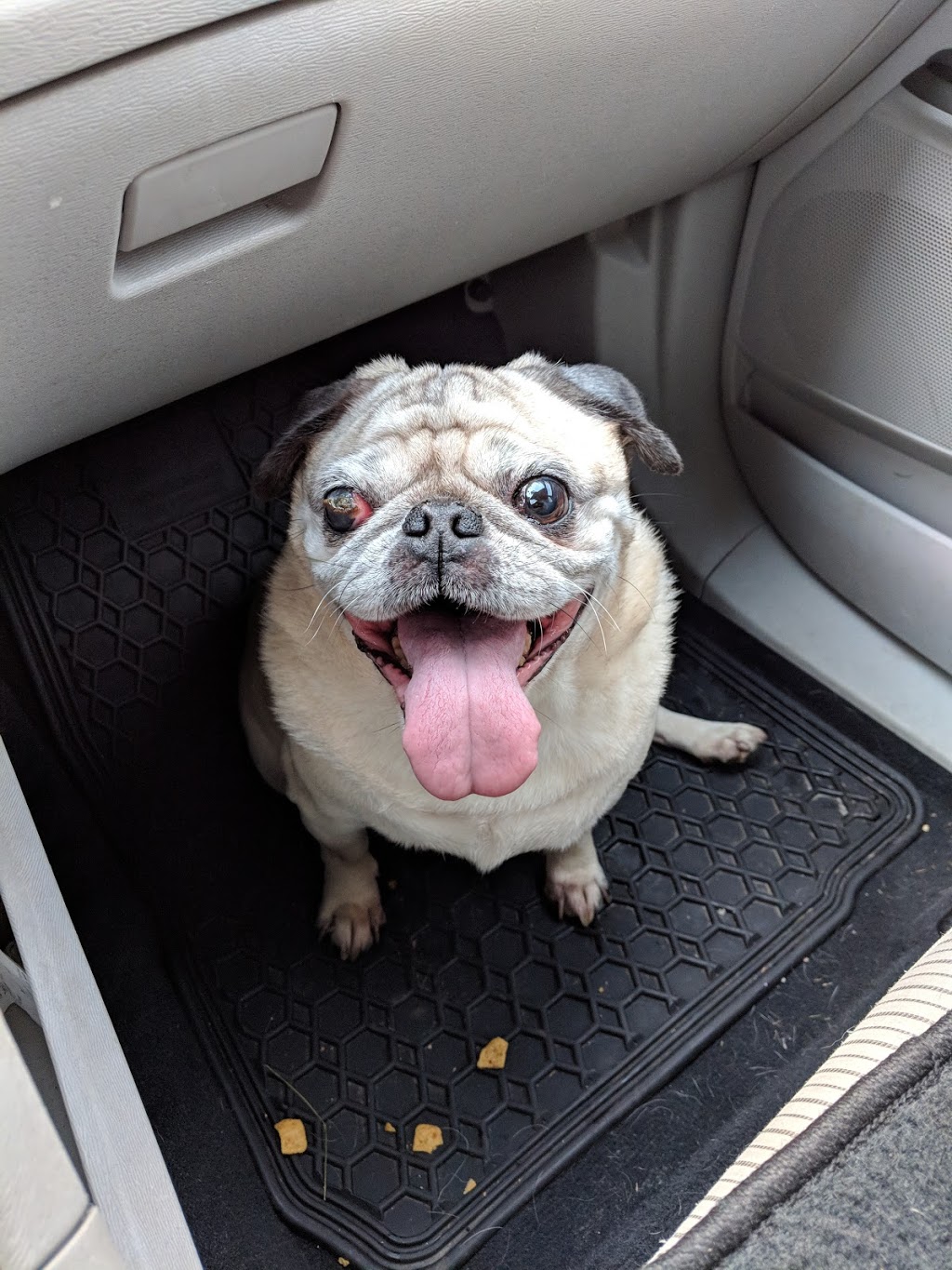 Cambridge Veterinary Services | 1223 Cedar Creek Rd, Cambridge, ON N1R 5S5, Canada | Phone: (519) 623-3347